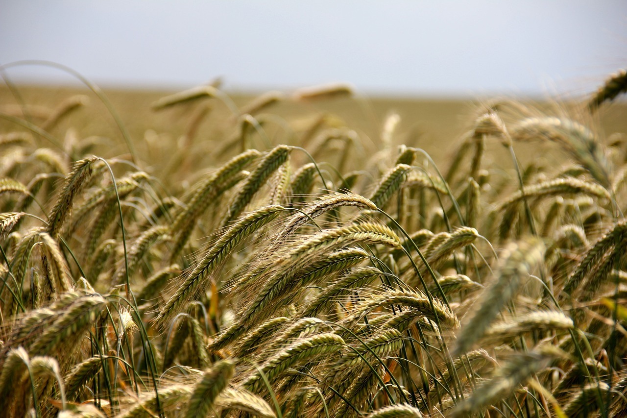 wheat, field, grass-196173.jpg